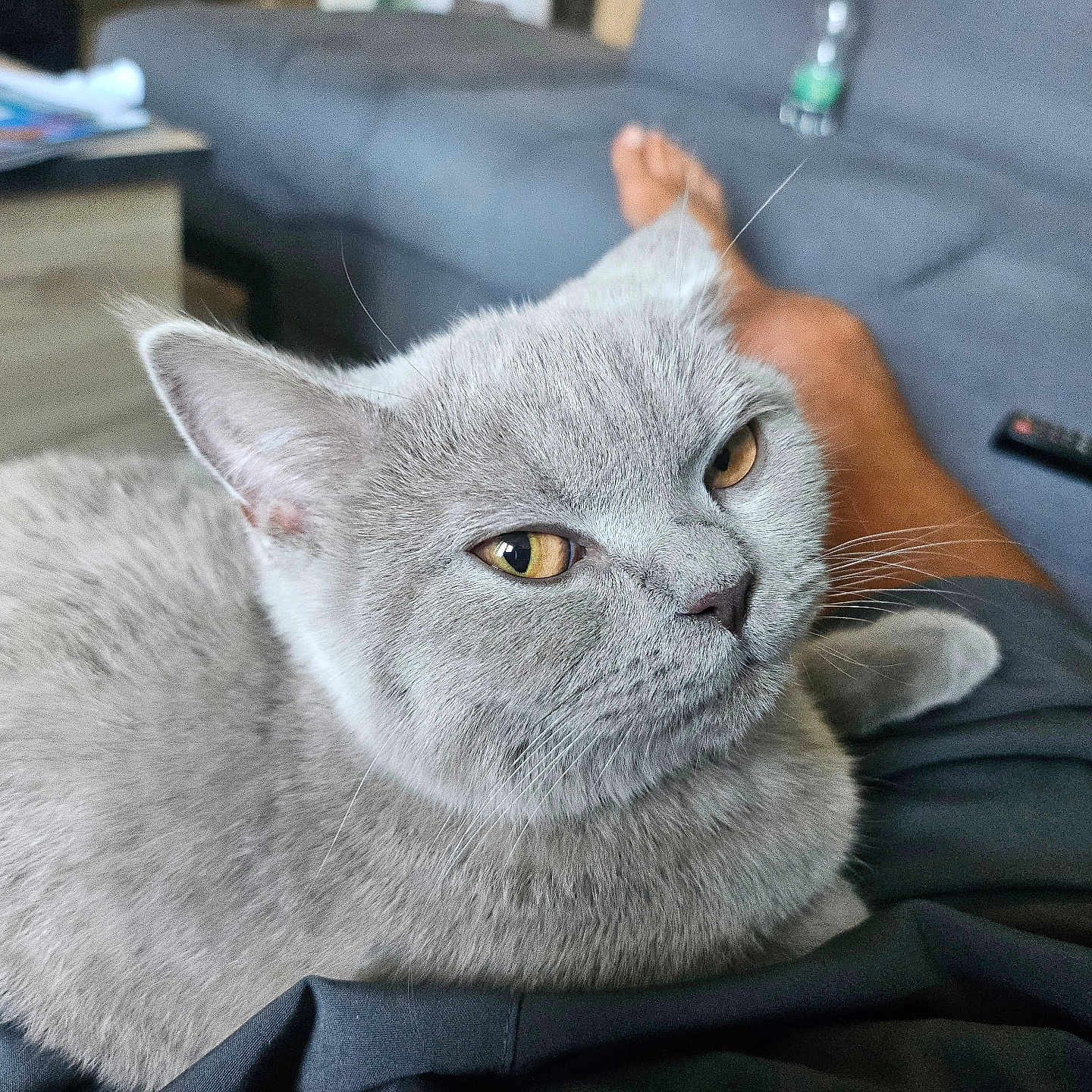 Nala
