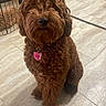 animal, brown_dog, canine, companion, cozy, curly_fur, cute, dog, dog_bowl, domestic, floor, friendly, fur, house, indoor, pet_gate, pet_tag, small_dog, tile_floor, waiting