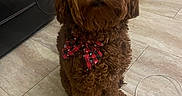 Maximus joined the competition — help win amazing prizes! animal, bow_tie, brown_fur, cable, close_up, companion, curly_fur, cute, decor, dog, domestic, floor_tile, furniture, home, indoor, leather_chair, office_chair, pet, portrait, sitting