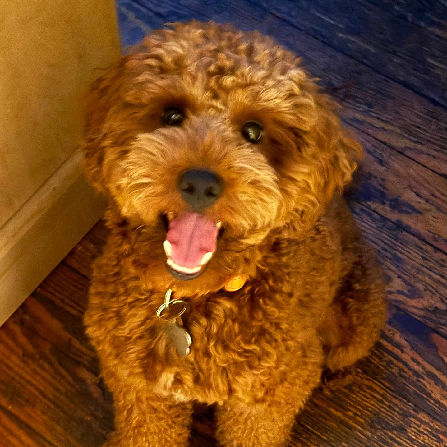 Maximus is registered to the contest to win money with this photo: animal, brown, canine, cheerful, collar, companion, curly_fur, cute, dog, domestic, face, friendly, fur, happy, indoor, pet, playful, sitting, tongue_out, wooden_floor
