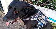 Paco a rejoint le concours — aidez-le/la à gagner de superbes lots ! dog, black_dog, sitting, harness, best_friend, panting, tongue_out, pavement, fence, chain_link_fence, greenery, outdoor, pet, canine, animal, leash, collar, side_view, daylight, nature