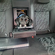 Paco a rejoint le concours — aidez-le/la à gagner de superbes lots ! dog, black_dog, car_interior, backseat, seat, headrest, fabric, fold_down_armrest, pet, animal, canine, looking, curious, resting, travel, transport, window, seatbelt, collar, indoor