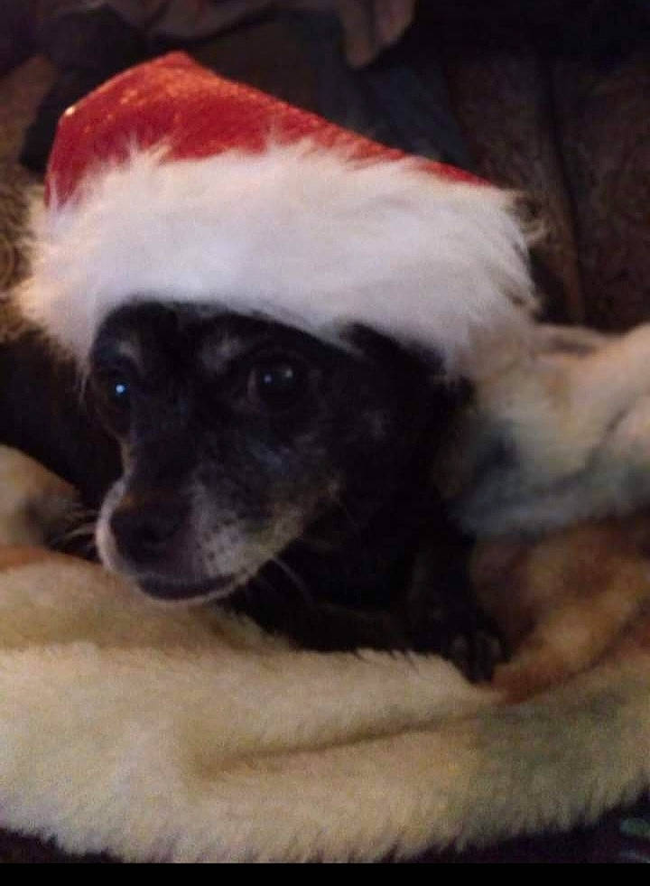 Kelsie is registered to the contest to win money with this photo: canidae, carnivore, christmas, companion_dog, couch, dog, dog_breed, event, fawn, fur, hat, holiday, paw, puppy, puppy_love, snout, sporting_group, toy_dog, whiskers, working_animal