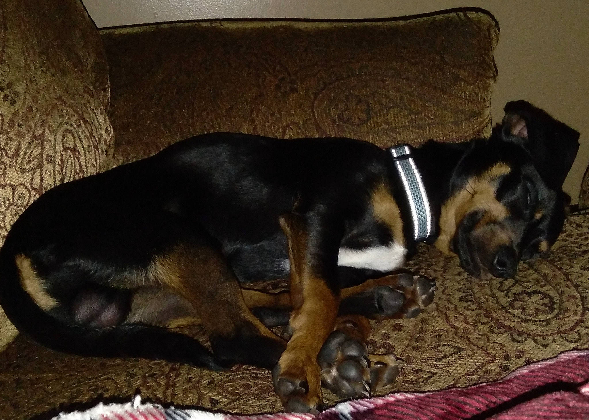 Spike is registered to the contest to win money with this photo: cable_television, canidae, carnivore, collar, comfort, companion_dog, couch, dog, dog_breed, fawn, fur, guard_dog, scent_hound, snout, sporting_group, studio_couch, tail, working_animal, working_dog