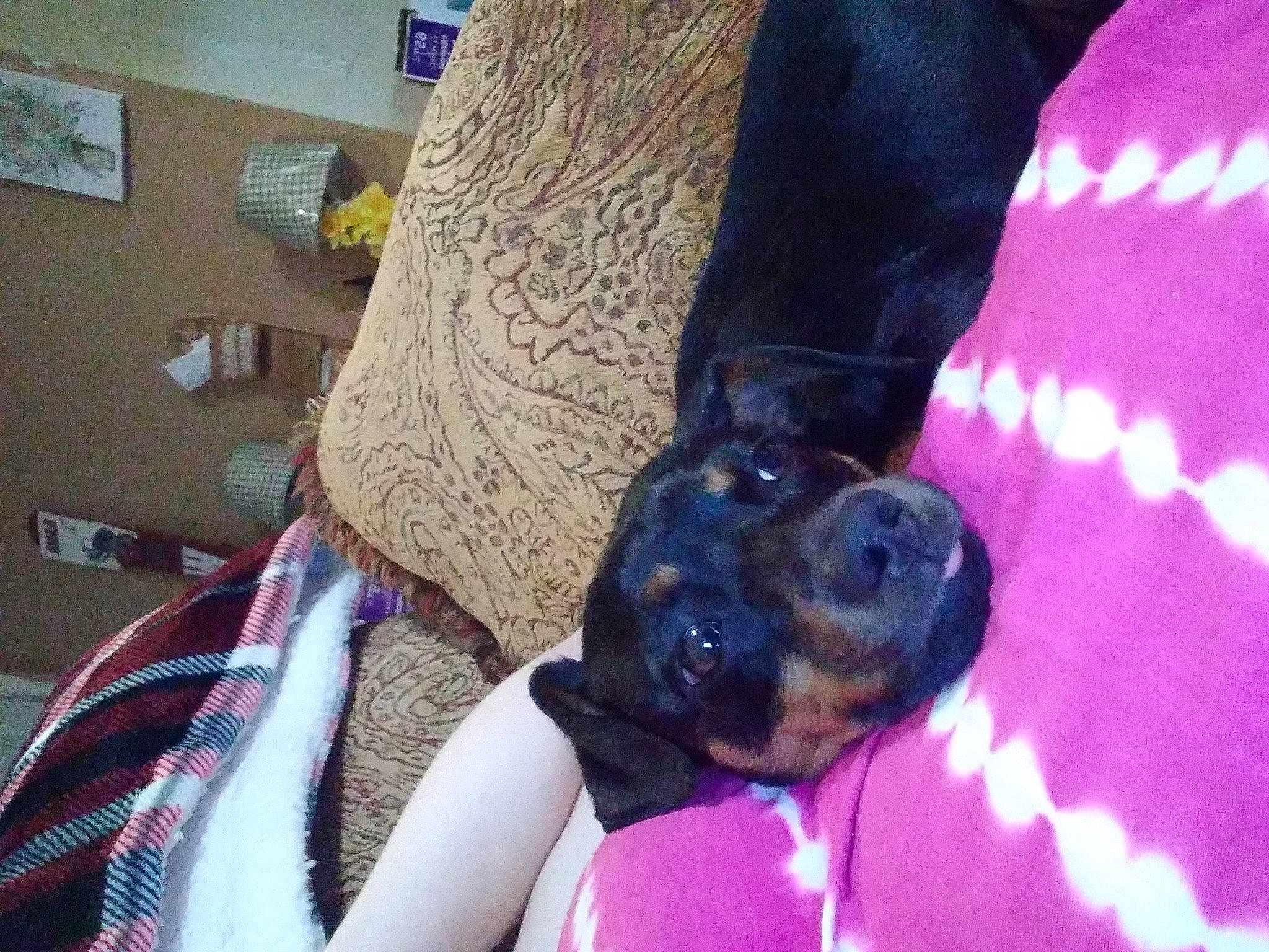 Spike joined the competition — help win amazing prizes! canidae, carnivore, comfort, companion_dog, couch, dog, dog_breed, fawn, foot, fur, gesture, guard_dog, picture_frame, plaid, purple, snout, sporting_group, tartan, toy_dog, working_animal