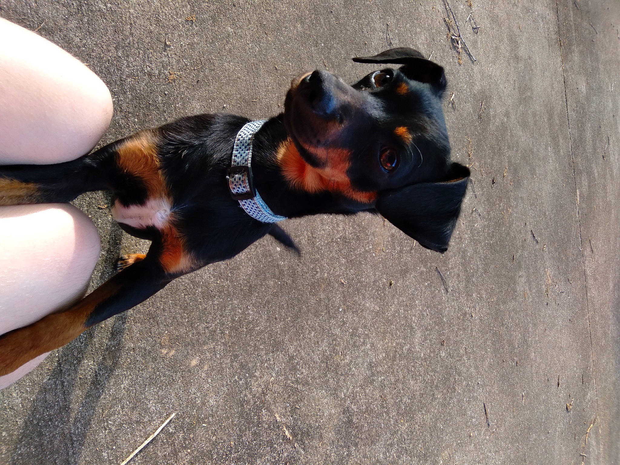 Spike is registered to the contest to win money with this photo: art, asphalt, canidae, carnivore, companion_dog, concrete, dog, dog_breed, ear, fawn, guard_dog, human_leg, hunting_dog, paw, snout, sporting_group, tar, toy_dog, working_animal, working_dog