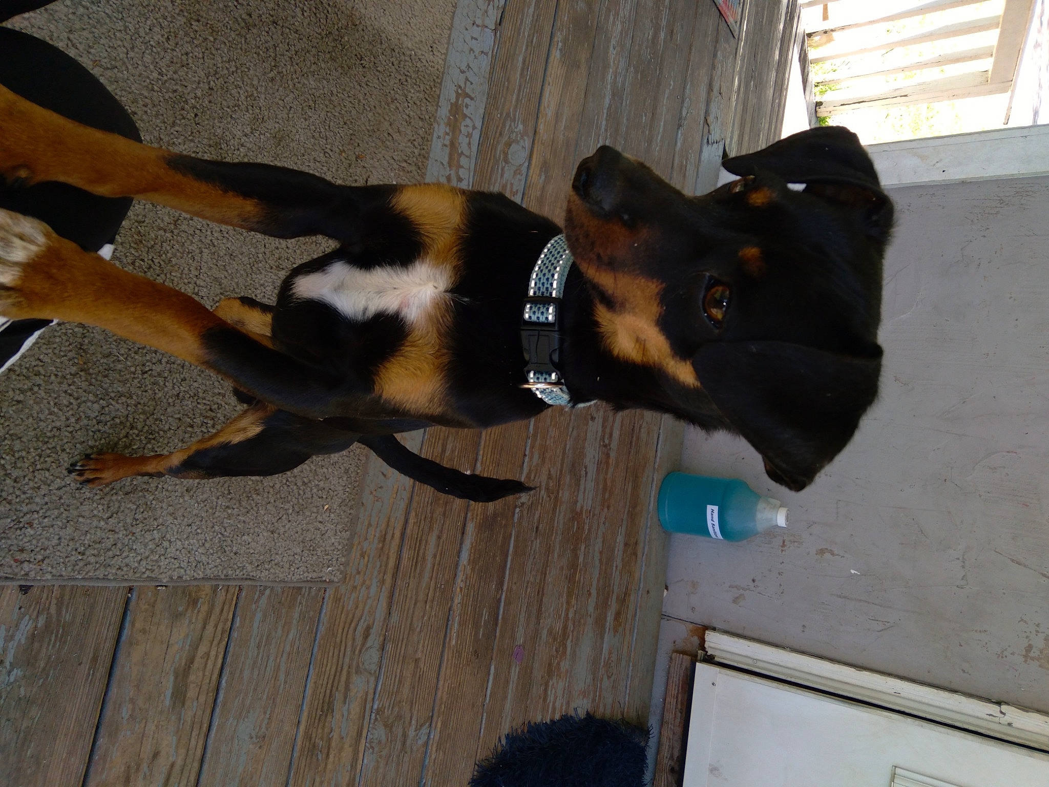 Spike is registered to the contest to win money with this photo: canidae, carnivore, collar, companion_dog, dog, dog_breed, dog_collar, dog_supply, fawn, flooring, fur, hardwood, leash, pet_supply, snout, sporting_group, tail, window, wood, working_animal