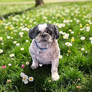Minniepearl is registered to the contest to win money with this photo: dog, shih_tzu, pet, animal, portrait, outdoor, meadow, grass, flowers, daisies, spring, park, sitting, collar, blue_collar, black_and_white, fluffy, small_dog, canine, nature