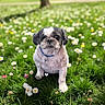 dog, shih_tzu, pet, animal, portrait, outdoor, meadow, grass, flowers, daisies, spring, park, sitting, collar, blue_collar, black_and_white, fluffy, small_dog, canine, nature