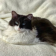 Willow joined the competition — help win amazing prizes! cat, fluffy, black_and_white, blue_eyes, pet, animal, feline, lying_down, resting, blanket, cozy, soft, domestic, cute, whiskers, ears, fur, indoor, relaxed, portrait