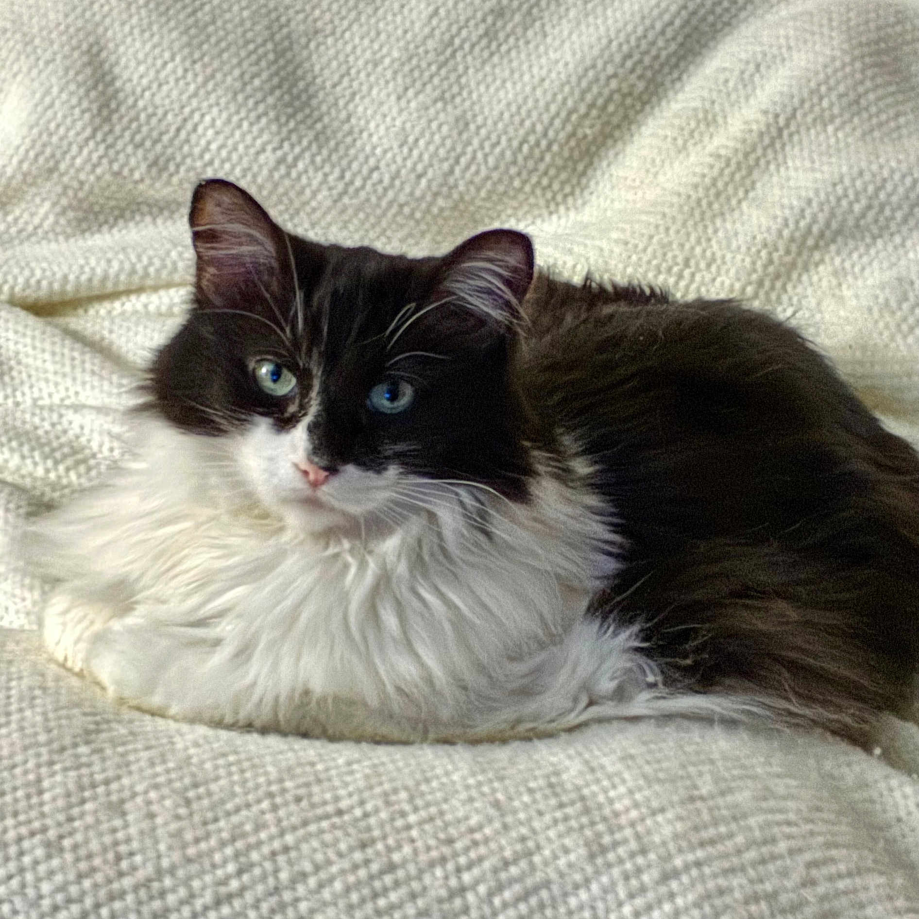 Willow
