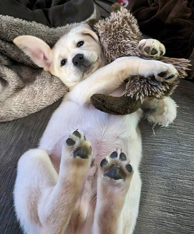 Ace joined the competition — help win amazing prizes! canidae, carnivore, claw, comfort, companion_dog, dog_breed, fawn, felidae, fur, paw, siamese, small_to_medium_sized_cats, snout, tail, terrestrial_animal, toy, whiskers, wildlife