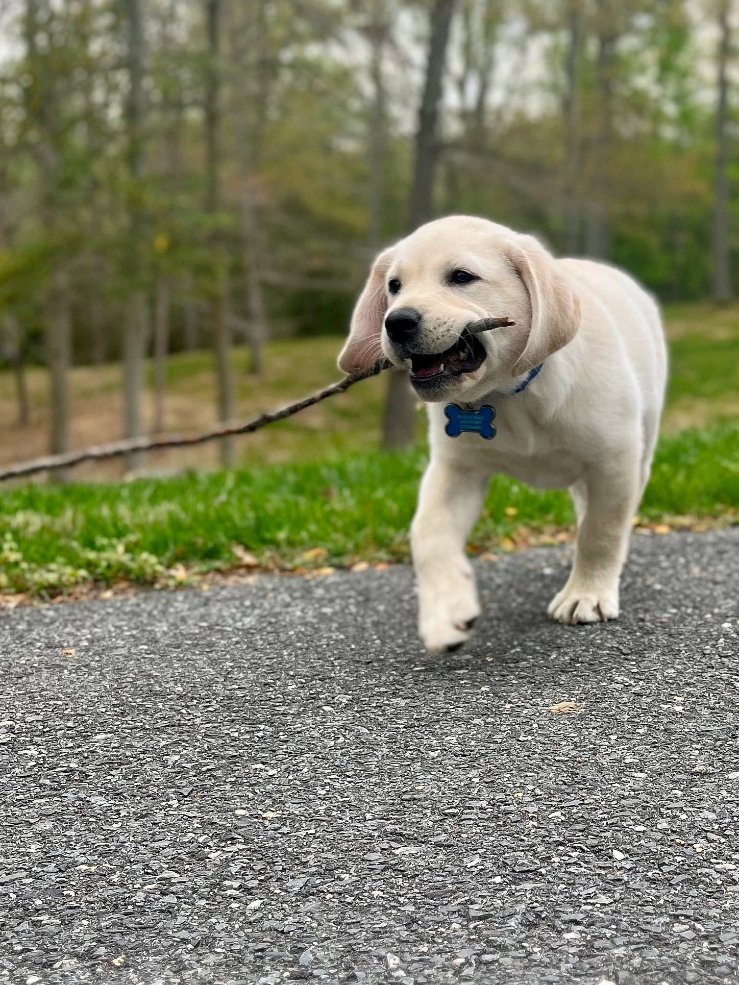 Ace joined the competition — help win amazing prizes! asphalt, canidae, carnivore, collar, companion_dog, dog, dog_breed, dog_collar, dog_supply, fawn, grass, labrador_retriever, leash, pet_supply, plant, road_surface, snout, tail, tree, working_animal