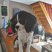Aïko a rejoint le concours — aidez-le/la à gagner de superbes lots ! animal, black_and_white, brown, cavalier_king_charles_spaniel, cute, dog, ears, floor, fur, home, indoor, living_room, pet, plant, puppy, small_dog, stairs, table, television, wooden_furniture