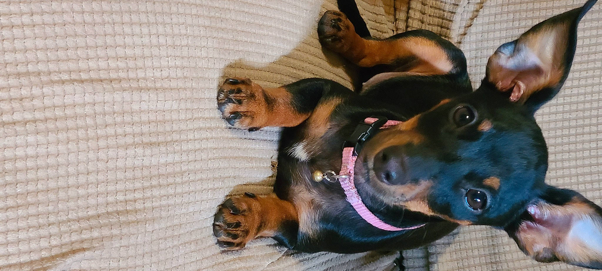 Isabella joined the competition — help win amazing prizes! canidae, carnivore, collar, companion_dog, dog, dog_breed, dog_collar, dog_supply, ear, fawn, fur, guard_dog, liver, paw, snout, sporting_group, terrestrial_animal, whiskers, working_animal, working_dog