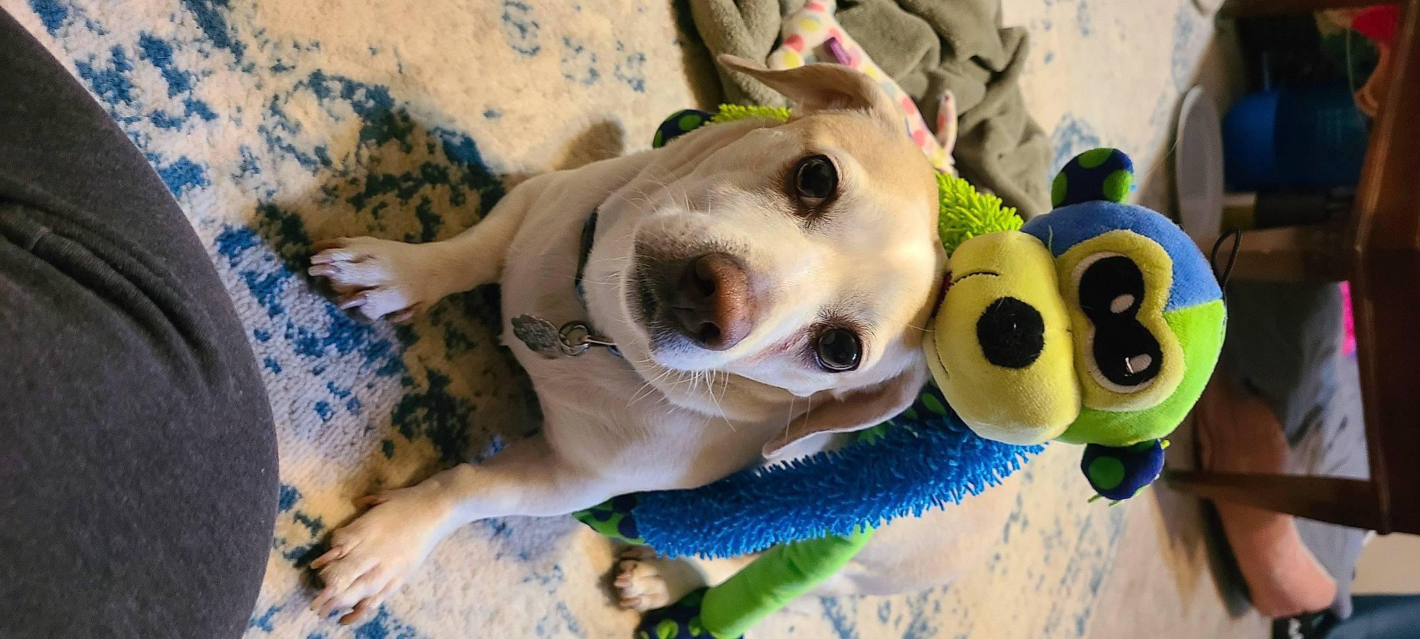 Carlton is registered to the contest to win money with this photo: carnivore, companion_dog, dog, dog_breed, dog_clothes, dog_collar, dog_supply, eyewear, fawn, fur, happy, leisure, plant, plush, recreation, selfie, smile, snout, stuffed_toy, working_animal