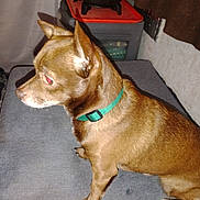 Roscoe joined the competition — help win amazing prizes! dog, brown_dog, pet, indoor, collar, animal, canine, side_view, sitting, furniture, gray_surface, domestic, companion, small_dog, short_hair, alert, ears_up, red_eye, household_items, room