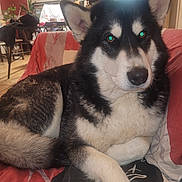 Sya a rejoint le concours — aidez-le/la à gagner de superbes lots ! accessories, animal, architecture, bag, building, canine, couch, desk, dog, eskimodog, furniture, handbag, husky, indoors, interiordesign, livingroom, pet, puppy, room, table