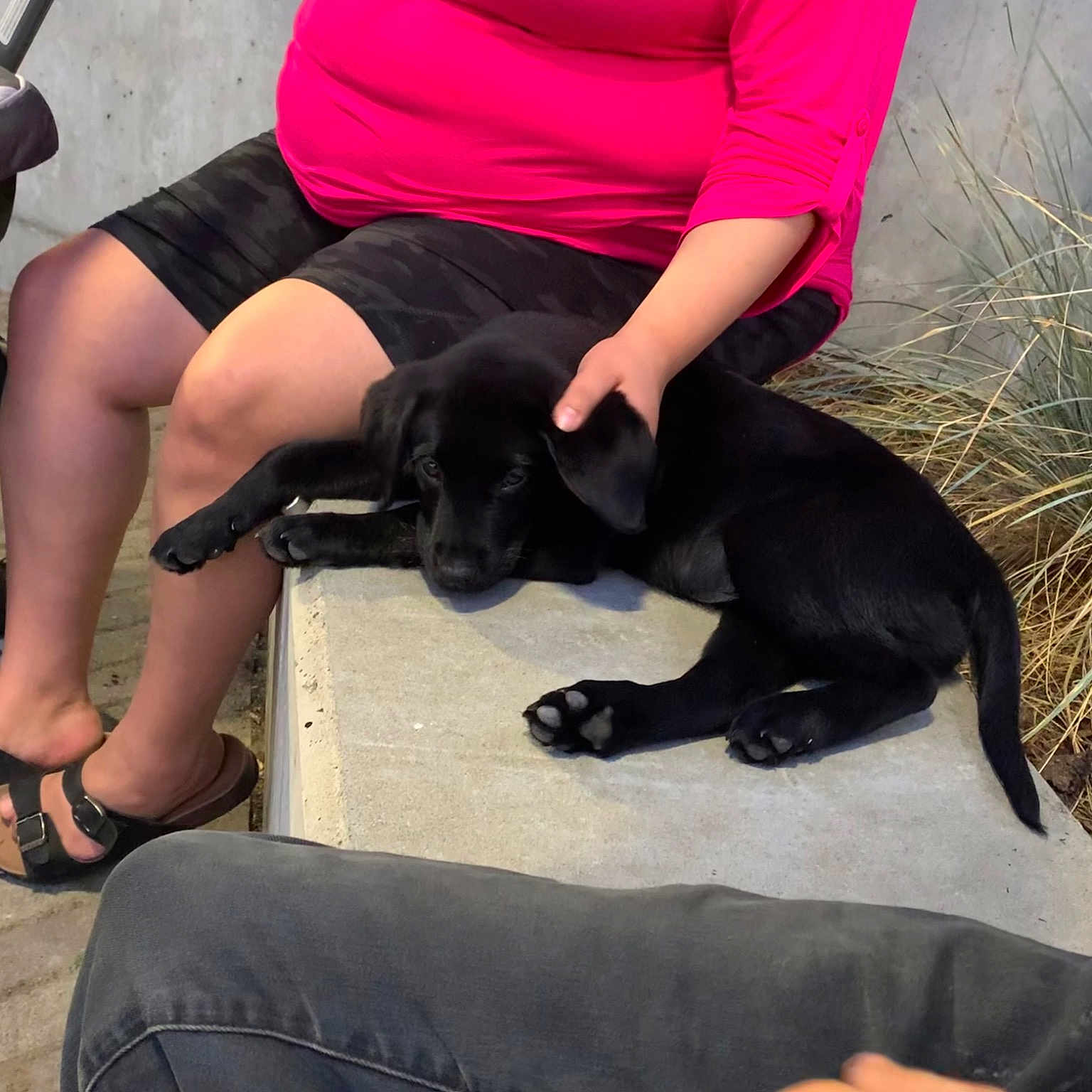 Max is registered to the contest to win money with this photo: black_hair, calf, carnivore, comfort, companion_dog, dog, dog_breed, fawn, foot, gesture, human_leg, knee, lap, leg, leisure, shorts, sportswear, thigh, trunk, waist