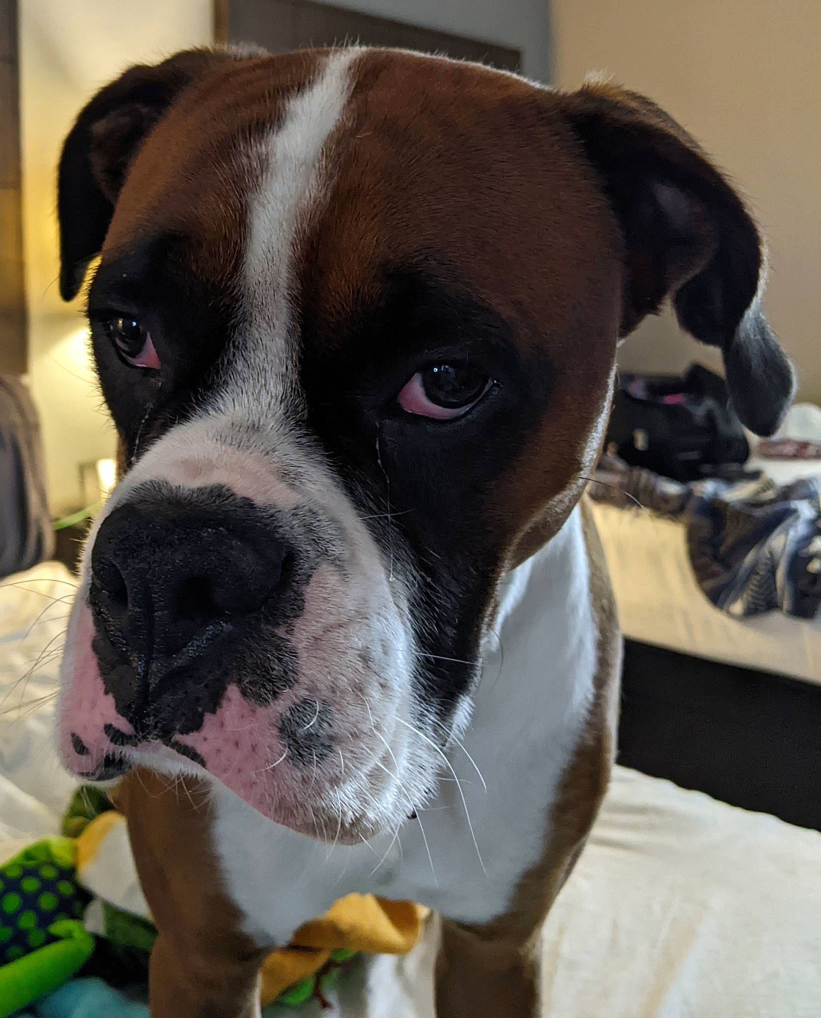 Dj is registered to the contest to win money with this photo: canidae, carnivore, collar, companion_dog, dog, dog_breed, dog_collar, eye, fawn, fur, natural_foods, non_sporting_group, pet_supply, snout, sporting_group, vegetable, whiskers, window, working_animal, working_dog