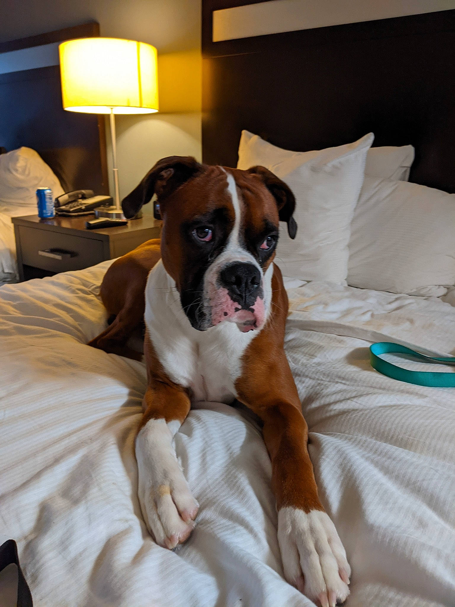 Dj is registered to the contest to win money with this photo: boxer, carnivore, comfort, companion_dog, dog, dog_breed, fawn, flooring, furniture, lamp, linens, picture_frame, snout, sporting_group, television, whiskers, window, wood, working_animal, wrinkle