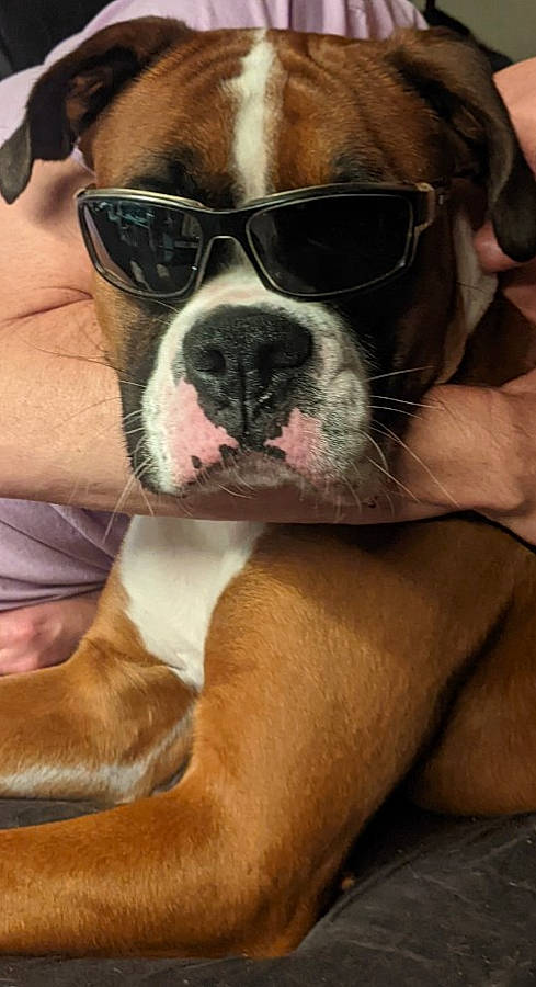 Dj joined the competition — help win amazing prizes! boxer, bulldog, canidae, carnivore, comfort, companion_dog, dog, dog_breed, ear, eyewear, fawn, fur, molosser, selfie, snout, sporting_group, sunglasses, whiskers, working_animal, wrinkle