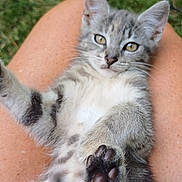 Dana a rejoint le concours — aidez-le/la à gagner de superbes lots ! cat, kitten, tabby, paw, paw_pads, fur, whiskers, ears, lap, human_leg, legs, grass, outdoor, pet, animal, close_up, portrait, cute, relaxed, belly