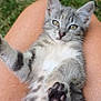 cat, kitten, tabby, paw, paw_pads, fur, whiskers, ears, lap, human_leg, legs, grass, outdoor, pet, animal, close_up, portrait, cute, relaxed, belly