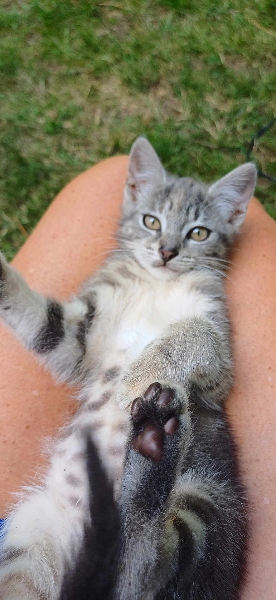 Dana a rejoint le concours — aidez-le/la à gagner de superbes lots ! cat, kitten, tabby, paw, paw_pads, fur, whiskers, ears, lap, human_leg, legs, grass, outdoor, pet, animal, close_up, portrait, cute, relaxed, belly