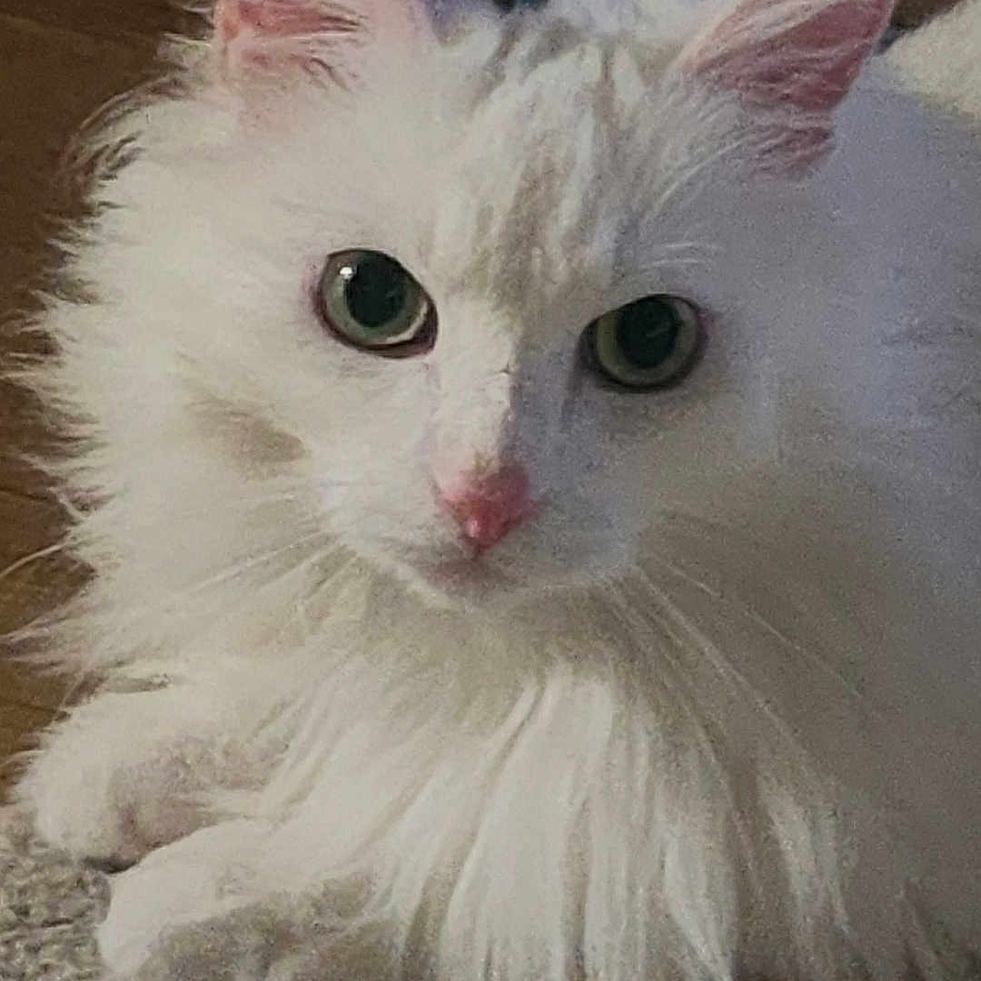 Gucci participe au concours pour gagner de l'argent avec cette photo : cat, white_cat, fluffy, pet, animal, indoor, carpet, floor, green_eyes, fur, looking, resting, cute, domestic_cat, whiskers, ears, pink_nose, portrait, feline, closeup