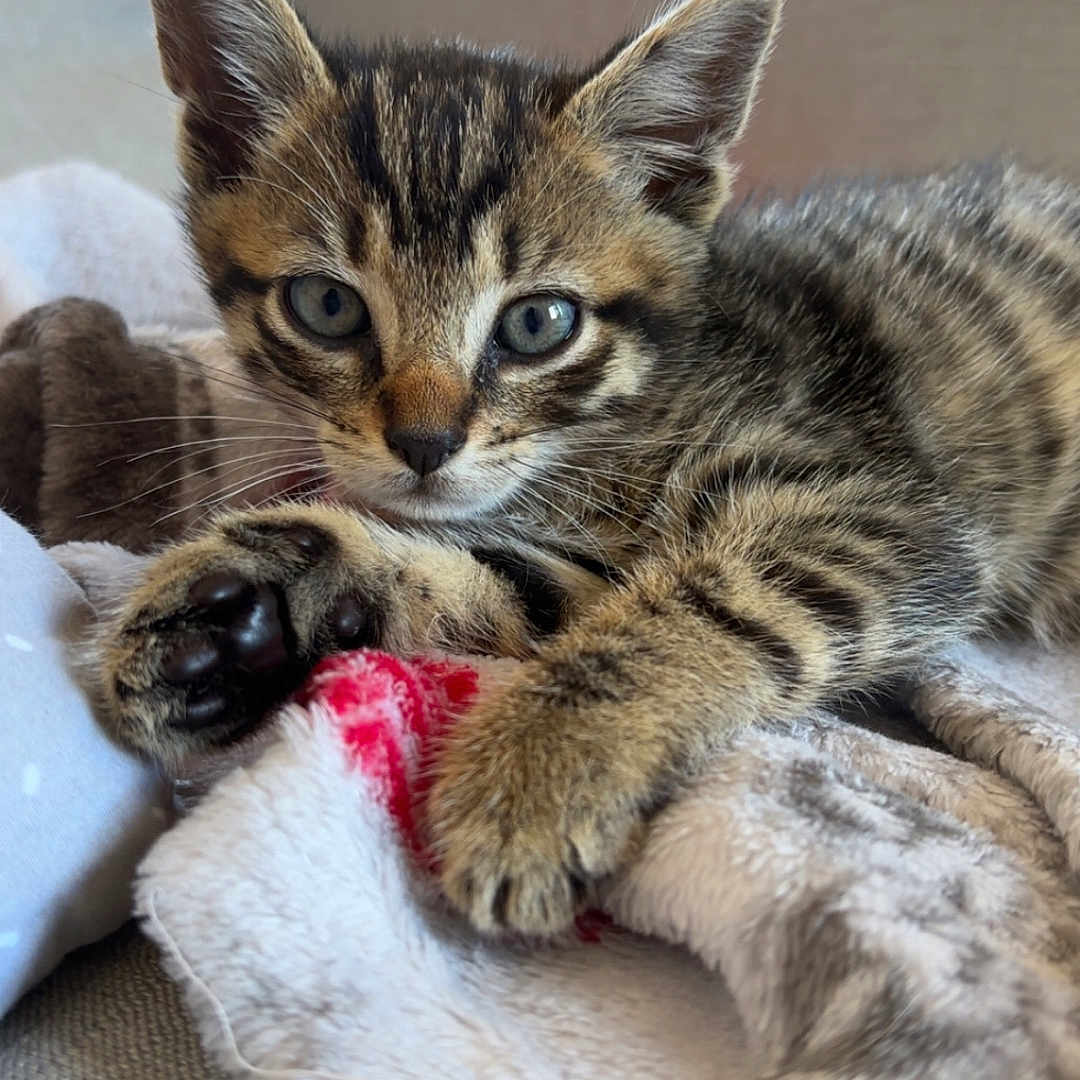 Luffy a rejoint le concours — aidez-le/la à gagner de superbes lots ! animal, blanket, blue_eyes, cat, close_up, cozy, cute, domestic, feline, fur, indoor, kitten, paws, pet, resting, small, soft, tabby, whiskers, young