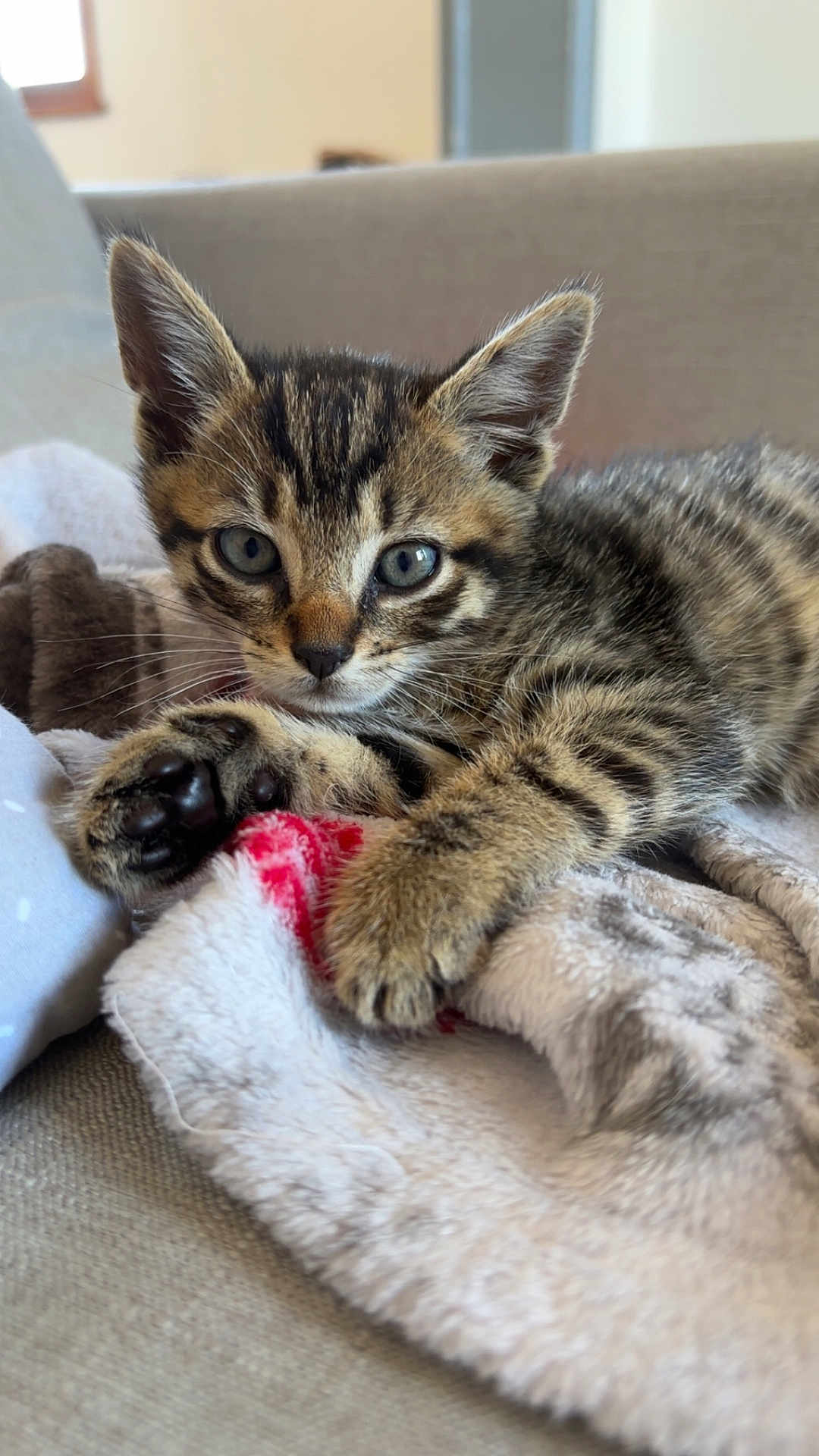 Luffy a rejoint le concours — aidez-le/la à gagner de superbes lots ! kitten, tabby, cat, feline, pet, animal, cute, fur, whiskers, paws, blue_eyes, blanket, soft, cozy, indoor, resting, close_up, young, small, domestic