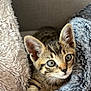 Luffy participe au concours pour gagner de l'argent avec cette photo : kitten, tabby, cat, paw, fur, blanket, cozy, cute, pet, animal, feline, striped, young, indoor, resting, soft, curious, closeup, whiskers, ears