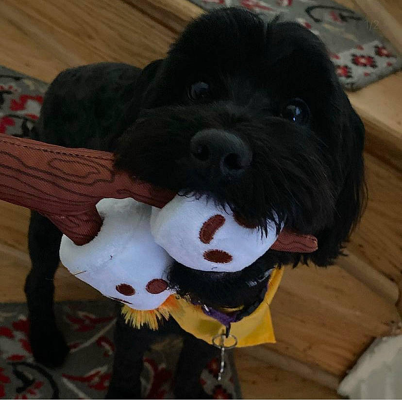 Kingston is registered to the contest to win money with this photo: ball, canidae, carmine, carnivore, companion_dog, dog, dog_breed, dog_collar, dog_supply, fur, liver, plush, snout, sporting_group, stuffed_toy, tennis_ball, toy, toy_dog, wood, working_animal