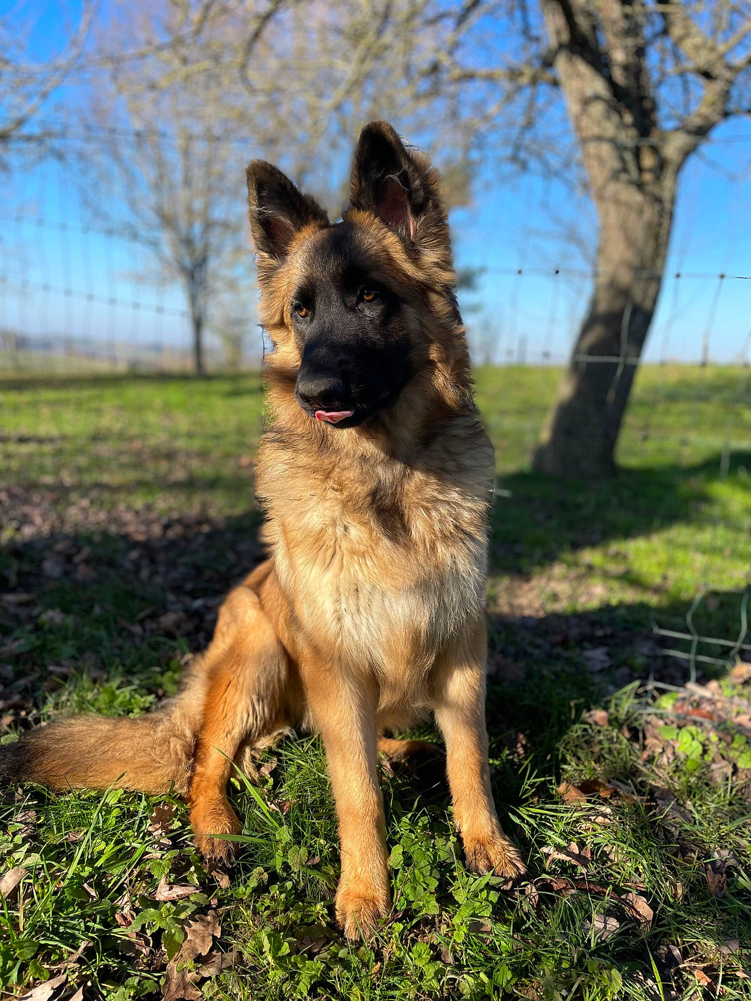 Tao a rejoint le concours — aidez-le/la à gagner de superbes lots ! canidae, carnivore, dog, dog_breed, east_european_shepherd, fawn, german_shepherd_dog, grass, guard_dog, herding_dog, old_german_shepherd_dog, plant, sky, snout, sporting_group, terrestrial_animal, tervuren, tree, wildlife, working_dog