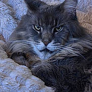 Rocket participe au concours pour gagner de l'argent avec cette photo : cat, gray_cat, feline, pet, animal, whiskers, ears, fur, close_up, portrait, indoor, blanket, cozy, resting, face, eyes, nose, paw, fluffy, relaxed