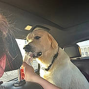 Frost is registered to the contest to win money with this photo: animal, candid, car_interior, closeup, collar, daylight, dog, golden_retriever, hand, happy, human_interaction, ice_cream, licking, person, pet, seat, sunlight, treat, vehicle, window