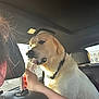 animal, candid, car_interior, closeup, collar, daylight, dog, golden_retriever, hand, happy, human_interaction, ice_cream, licking, person, pet, seat, sunlight, treat, vehicle, window