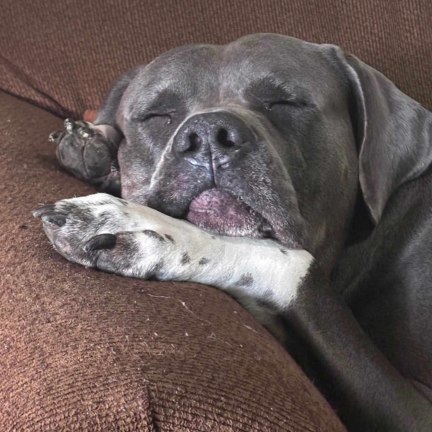 Covid joined the competition — help win amazing prizes! animal, armchair, boxer, bulldog, canine, chair, couch, cushion, dog, frenchbulldog, furniture, homedecor, hound, person, pet, pitbull, pointer, puppy, sleeping, snout