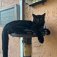 Stitch joined the competition — help win amazing prizes! animal, big_mouth_billy_bass, black_cat, cat, cat_tree, claws, feline, funny_decor, home_interior, indoor, lounging, mounted_fish, pet, relaxed, scratched_cat_tree, tail, textured_wall, wall, window_screen, yellow_eyes