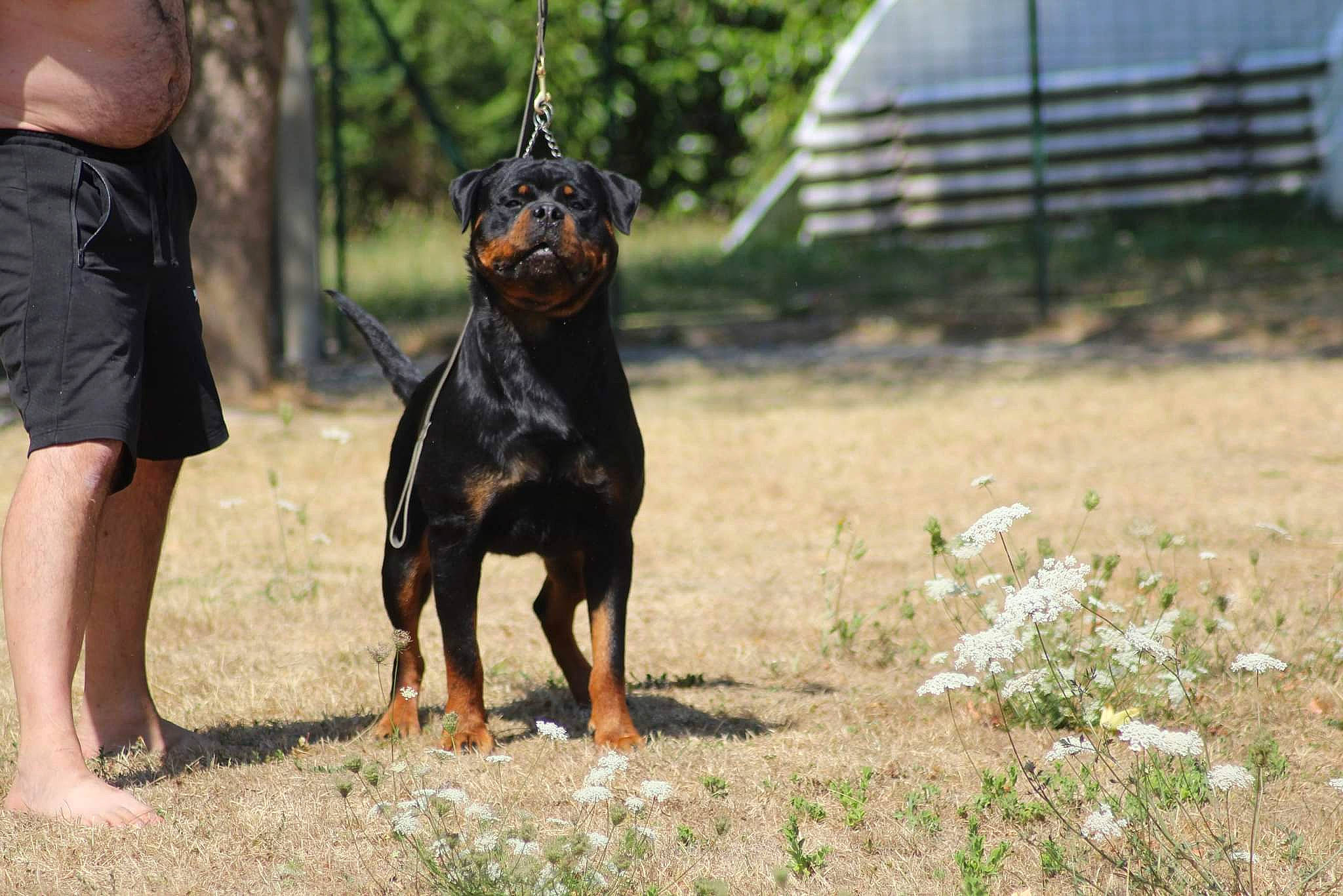 Sofia a rejoint le concours — aidez-le/la à gagner de superbes lots ! canidae, carnivore, companion_dog, dog, dog_breed, dog_supply, flower, grass, guard_dog, hound, hunting_dog, pinscher, plant, shorts, snout, sporting_group, terrestrial_animal, working_animal, working_dog