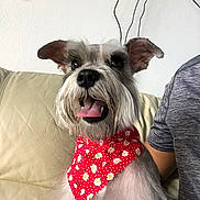Myla joined the competition — help win amazing prizes! dog, schnauzer, bandana, red_bandana, daisies, pet, canine, happy_dog, tongue_out, ears_up, beige_couch, indoor, person_partial, gray_shirt, white_wall, cables, sitting, close_up, domestic, cute