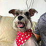 dog, schnauzer, bandana, red_bandana, daisies, pet, canine, happy_dog, tongue_out, ears_up, beige_couch, indoor, person_partial, gray_shirt, white_wall, cables, sitting, close_up, domestic, cute