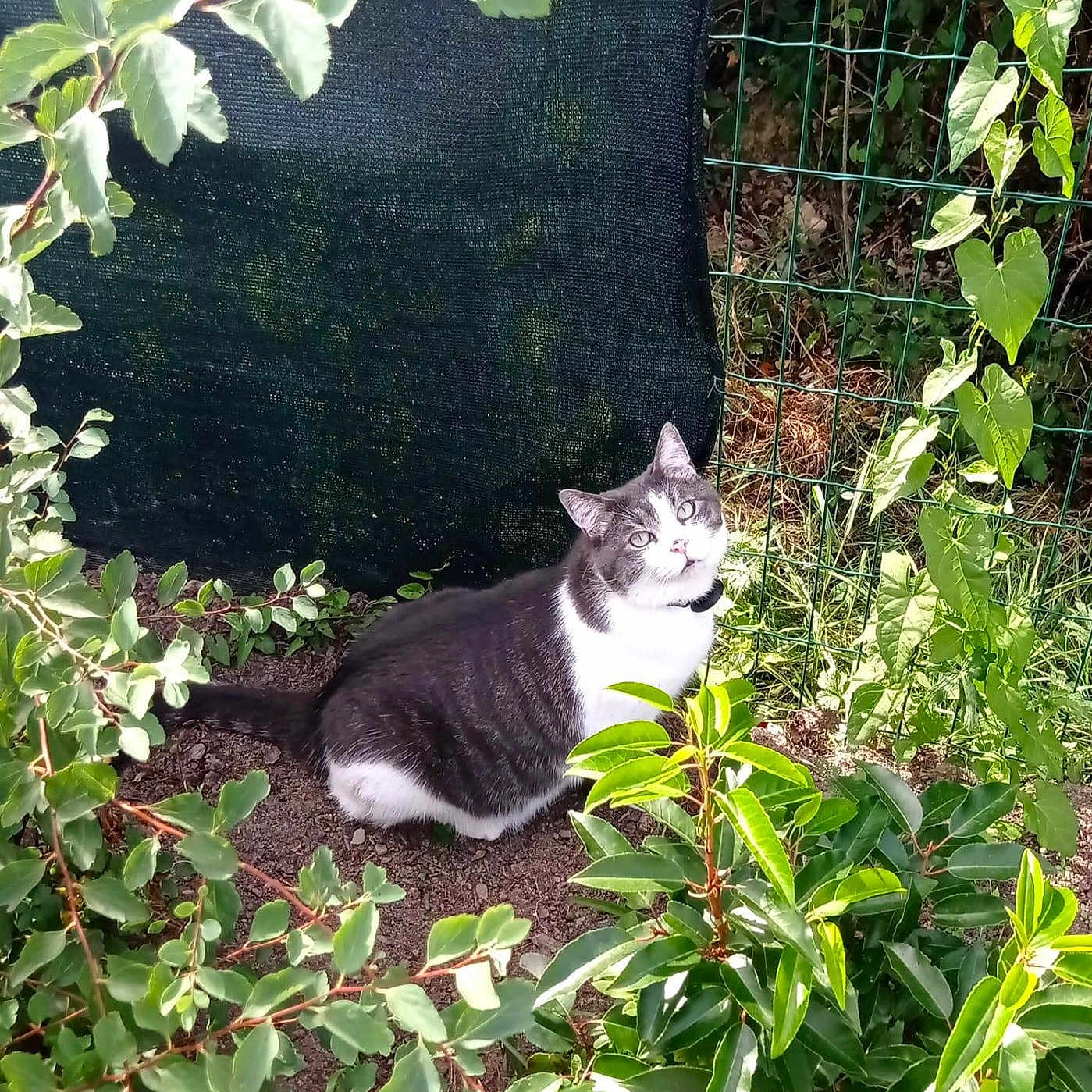Arrow a rejoint le concours — aidez-le/la à gagner de superbes lots ! animal, cat, curious, daylight, fence, flora, garden, gray_and_white_cat, greenery, ground, leaves, nature, outdoor, pet, plants, shrub, sitting, soil, sunlight, wildlife