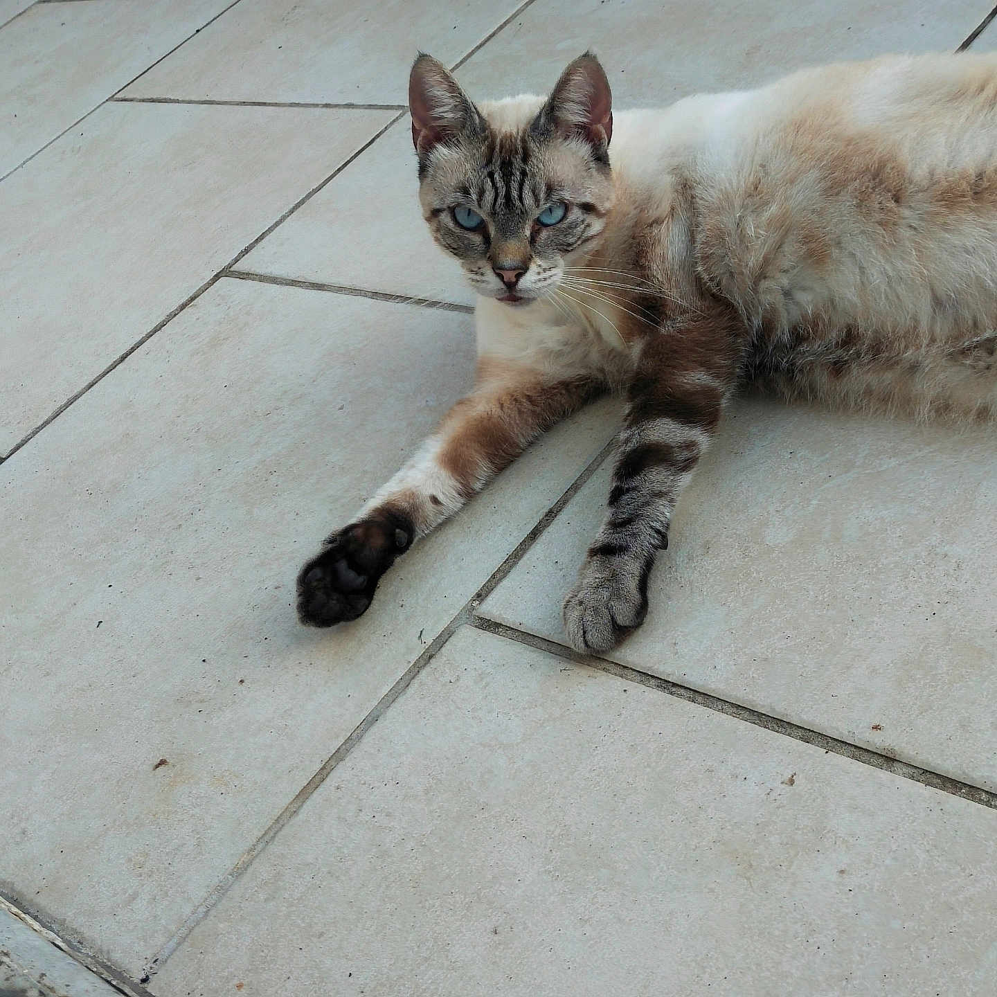 Roméo participe au concours pour gagner de l'argent avec cette photo : abyssinian, accessories, animal, cat, egyptiancat, flagstone, kitten, leash, manx, path, pet, siamese, sidewalk, slate, strap, tile, walkway