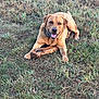 Gunner joined the competition — help win amazing prizes! dog, grass, stick, outdoor, pet, animal, canine, smiling, playful, nature, brown_dog, collar, tongue_out, happy, lying_down, field, summer, daylight, friendly, guarding