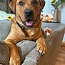 Gunner joined the competition — help win amazing prizes! dog, labrador, couch, indoor, pet, happy, tongue_out, close_up, brown_fur, living_room, sunflower, pillow, lantern, wooden_floor, collar, relaxed, smiling, cozy, furniture, home