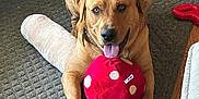 Gunner is registered to the contest to win money with this photo: dog, pet, toy, plush, red, polka_dot, indoor, floor, mat, wooden_floor, tongue_out, brown_dog, happy, playing, paw, collar, home, cozy, furniture, relaxed