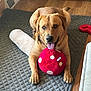 dog, pet, toy, plush, red, polka_dot, indoor, floor, mat, wooden_floor, tongue_out, brown_dog, happy, playing, paw, collar, home, cozy, furniture, relaxed