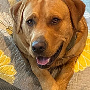 Gunner joined the competition — help win amazing prizes! dog, golden_brown, happy, relaxed, quilted_blanket, yellow_flower, paws_crossed, indoor, pet, canine, smiling, close_up, fur, collar, comfort, portrait, animal, domestic, friendly, cozy